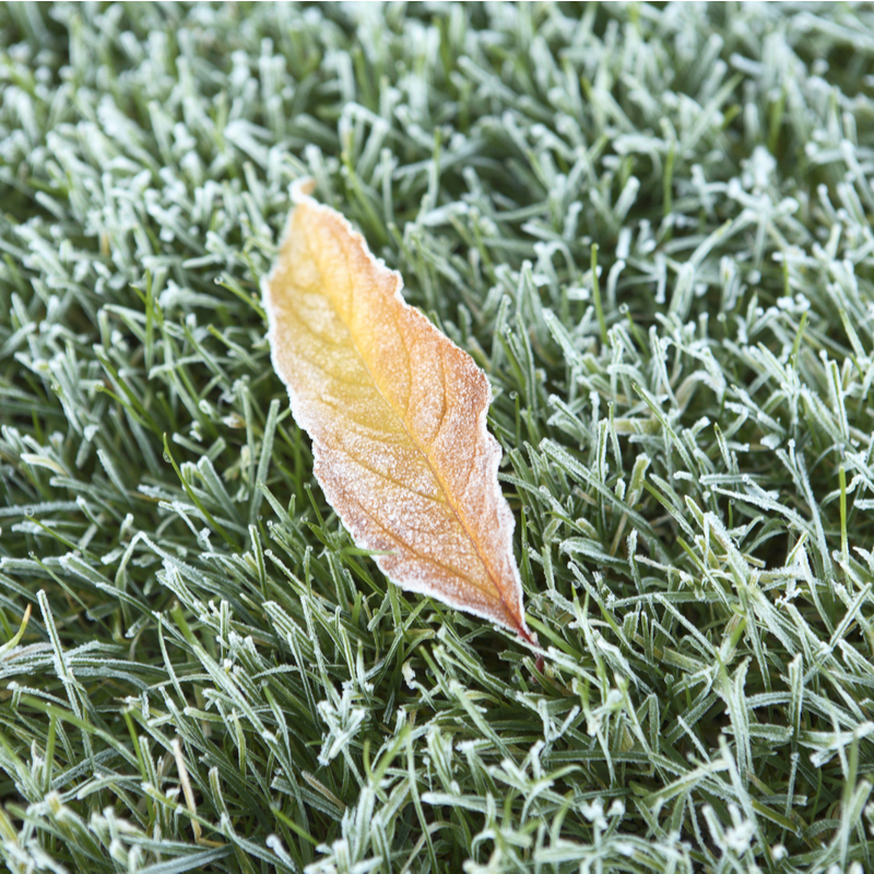 lawn with a leaf covered in frost