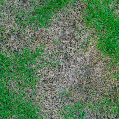 brown patch on a lawn