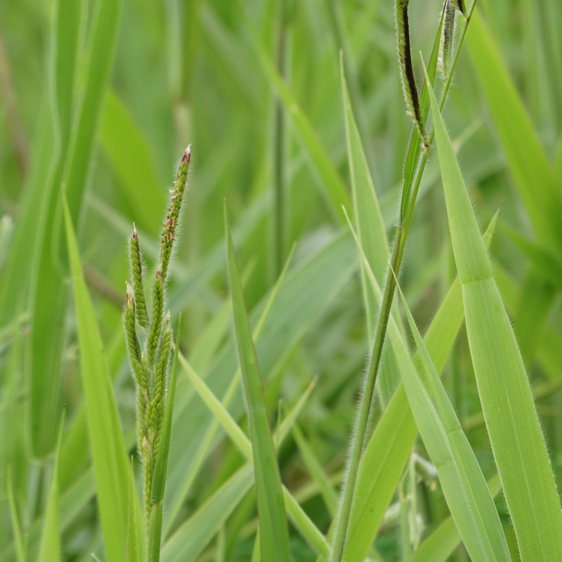 dallisgrass